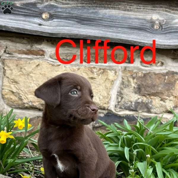 Clifford, Chocolate Labrador Retriever Puppy